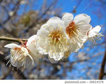 梅花Komukai Komukai 39814579