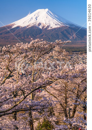 "Yamanashi Prefecture" Mt. Fuji and cherry blossoms in full bloom "Yamanashi Prefecture" Mt. Fuji and cherry blossoms in full bloom 39814630
