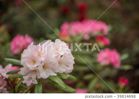 Rhododendron Rhododendron 39814698