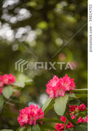 Rhododendron Rhododendron 39814703