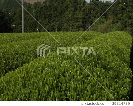 茶園 39814729