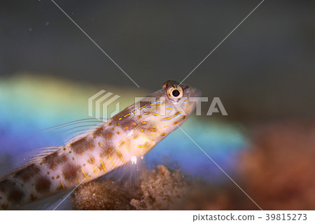Light and goby on the sea floor Light and goby on the sea floor 39815273