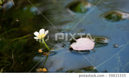 Plum flower algae in Shiga prefecture Plum flower algae in Shiga prefecture 39815335