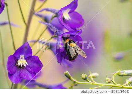 A macro shot of a bumblebee 39815438