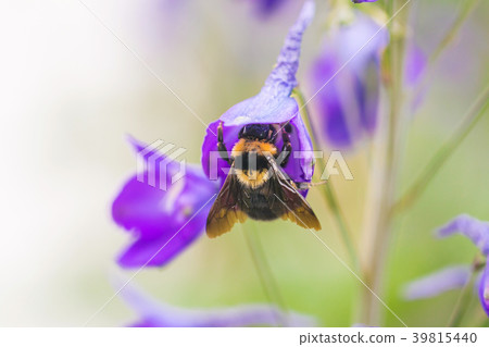 A macro shot of a bumblebee 39815440