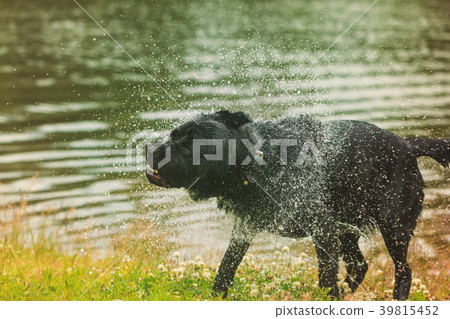 Black Labrador retriever dog. Black Labrador retriever dog. 39815452