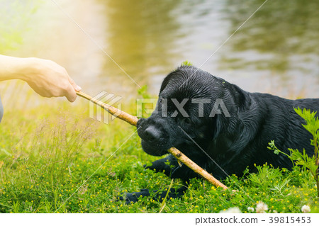 big black dog labrador 39815453
