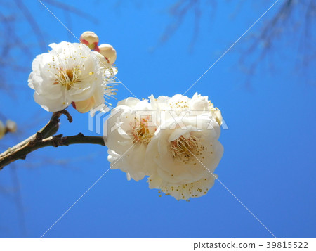 梅花白牡丹Hakubotan 39815522