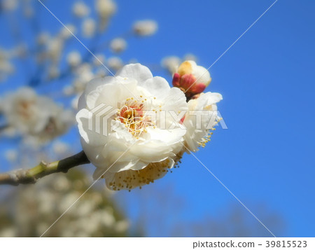 Plum blossoms White peony Hakubotan 39815523