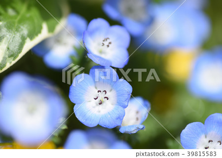 花 花 39815583