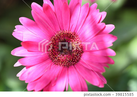 花 39815585