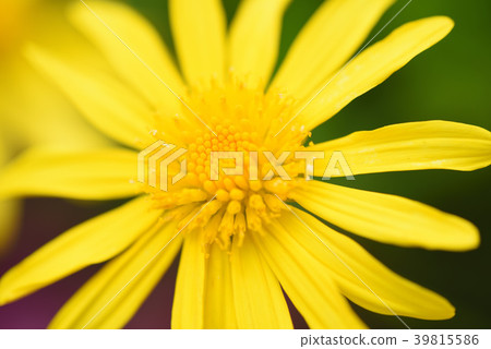 花 花 39815586