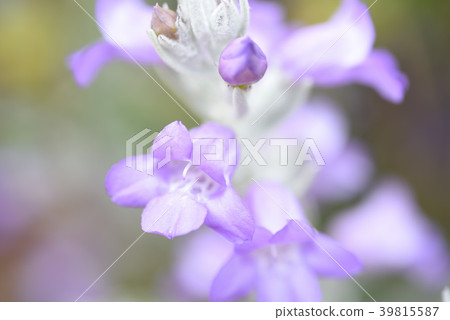 花 花 39815587