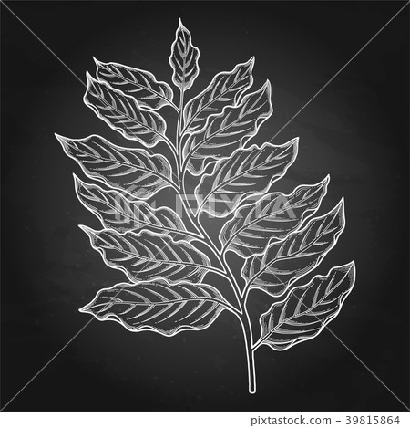 Graphic ylang ylang leaves 39815864