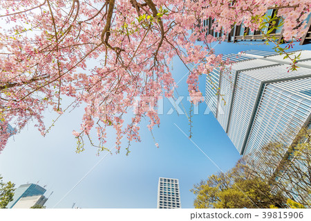 Cherry blossoms in full bloom in the city Cherry blossoms in full bloom in the city 39815906
