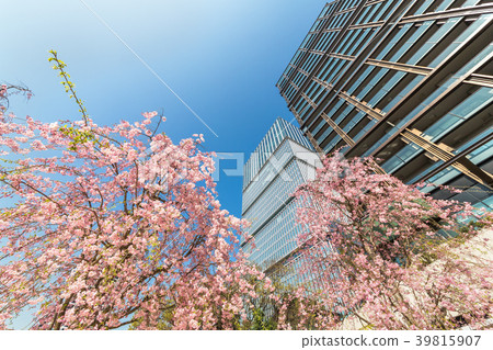 Cherry blossoms in full bloom in the city 39815907