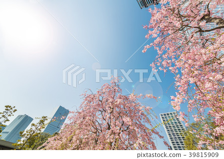 Cherry blossoms in full bloom in the city 39815909