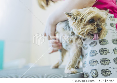寵物修剪修剪狗 39816262