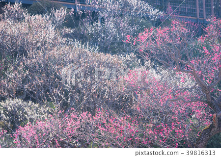 Ume sights, plum blossoms, ume no mori, pink, early spring blossoms, Japanese blossoms, plum blossoms, spring visit 39816313
