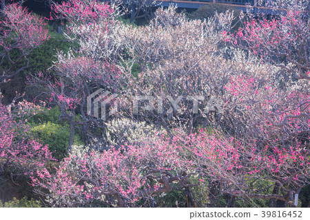Ume sights, plum blossoms, ume no mori, pink, early spring blossoms, Japanese blossoms, plum blossoms, spring visit 39816452