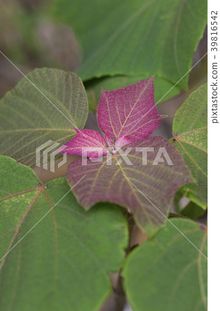 Red moss Red moss 39816542