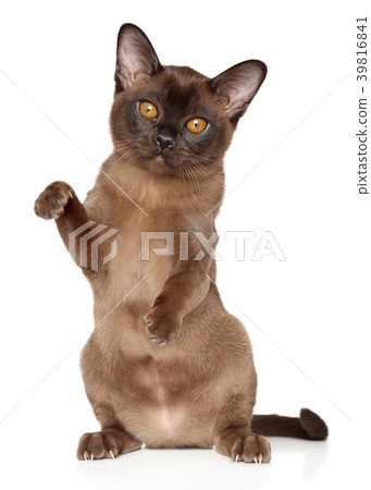 Burma cat sits on white background 39816841