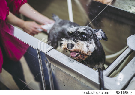 Pet trimmer trimming dogs 39816960