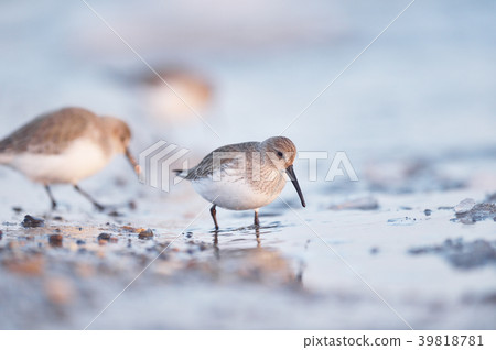 Hamashigi (Hokkaido, Notsuke Peninsula) walking along the shores of winter Hamashigi (Hokkaido, Notsuke Peninsula) walking along the shores of winter 39818781