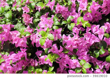 Bougainvillea Flowers or Paper Flower Background 39819010