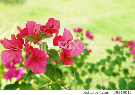 Pink Bougainvillea Flowers or Paper Flower on Tree Pink Bougainvillea Flowers or Paper Flower on Tree 39819012