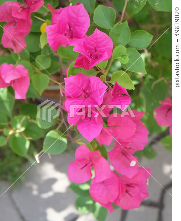 Pink Bougainvillea Flowers or Paper Flower on Tree 39819020
