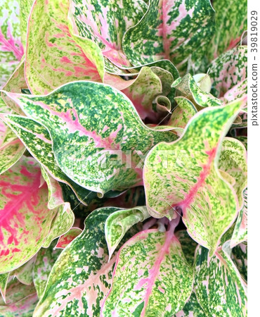 Fresh Cane Leaves or Dieffenbachia Leaves Fresh Cane Leaves or Dieffenbachia Leaves 39819029