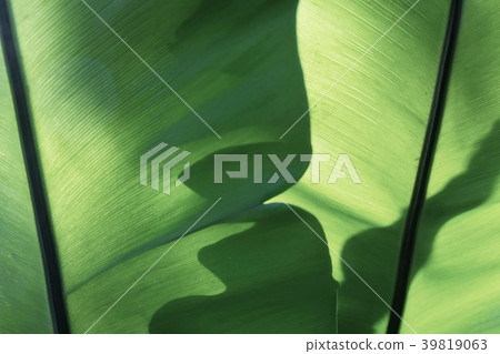 The Horizontal of Green Leaf Textured Background 39819063