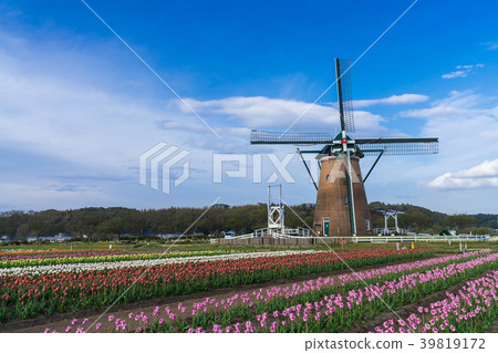 [千葉]櫻花故鄉和開放空間的鬱金香 39819172