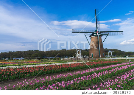 [千葉]櫻花故鄉和開放空間的鬱金香 39819173