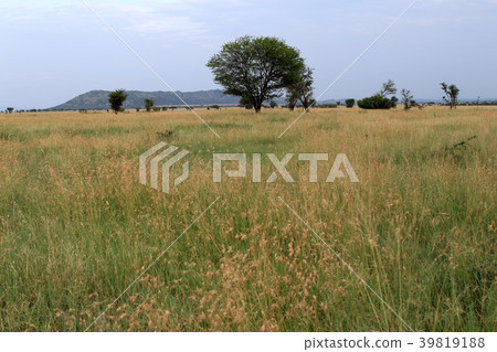 Serengeti's original landscape Serengeti's original landscape 39819188