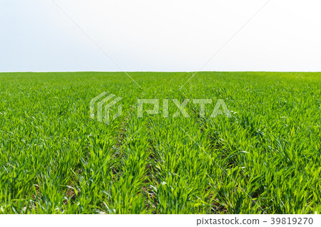 young wheat field on sunny day in spring 39819270