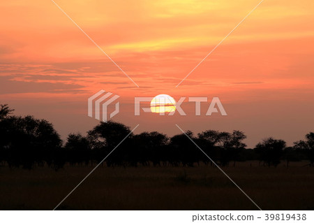 Sunset on Serengeti Sunset on Serengeti 39819438