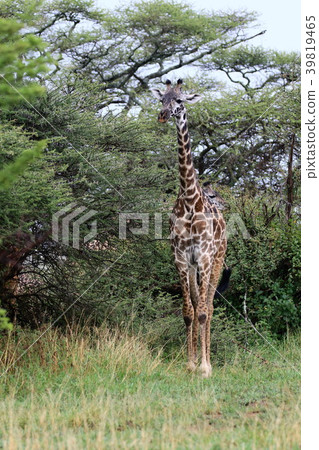Serengeti National Park Serengeti National Park 39819465