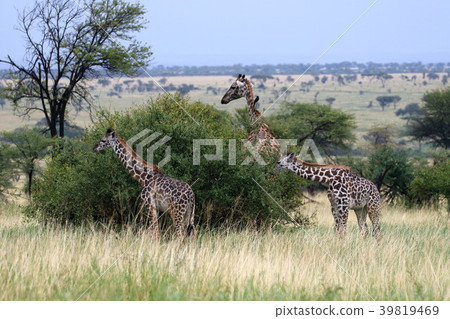 塞倫蓋蒂國家公園 39819469