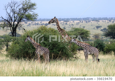 塞倫蓋蒂國家公園 39819470