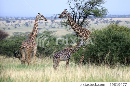 Serengeti National Park 39819477