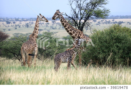 Serengeti National Park 39819478