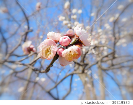 Plum blossoms at will 39819583