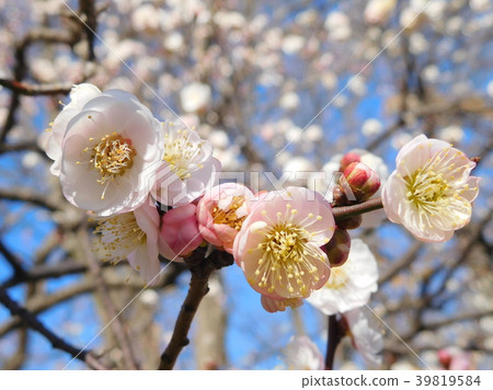 Plum blossoms at will 39819584