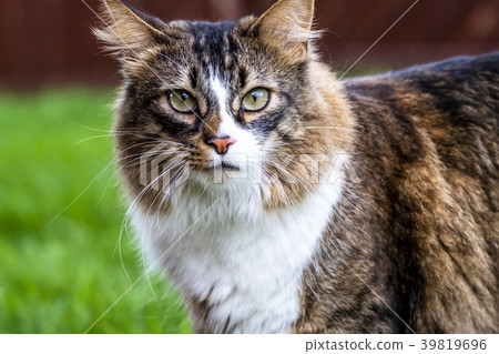 Close-up of Maine Coon cat outdoor on the lawn Close-up of Maine Coon cat outdoor on the lawn 39819696