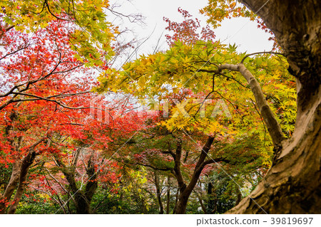 Autumn leaves of Changgyeongsa Temple Autumn leaves of Changgyeongsa Temple 39819697