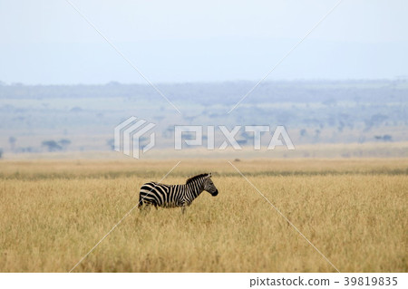 Serengeti National Park 39819835