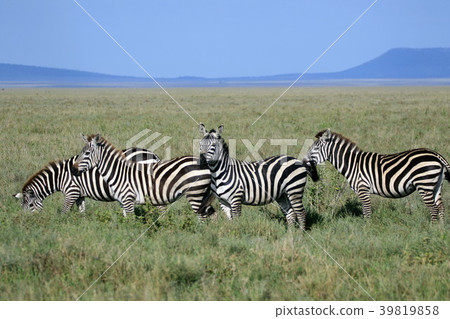 塞倫蓋蒂國家公園 39819858