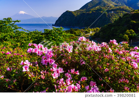 (Shizuoka Prefecture) From Mt. Nishiizuida where the azalea blooms, Mt. Fuji mountain over the sea (Shizuoka Prefecture) From Mt. Nishiizuida where the azalea blooms, Mt. Fuji mountain over the sea 39820081